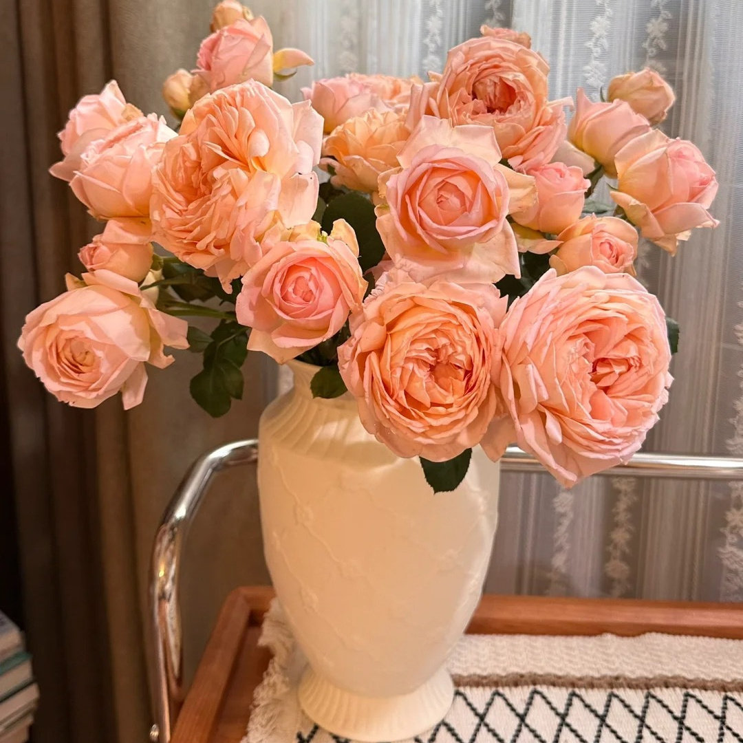 果酱灌木浓香大花丰花勤花新手阳台盆栽地载阳台庭院月季扦插小苗,淘宝优惠券,粉丝福利购,淘宝优惠卷