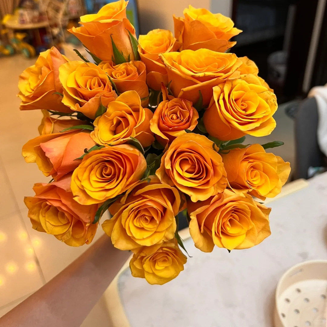 新品辉煌灌木大花浓香花期长直立切花盆栽地载阳台庭院绿植花卉苗,淘宝优惠券,粉丝福利购,淘宝优惠卷