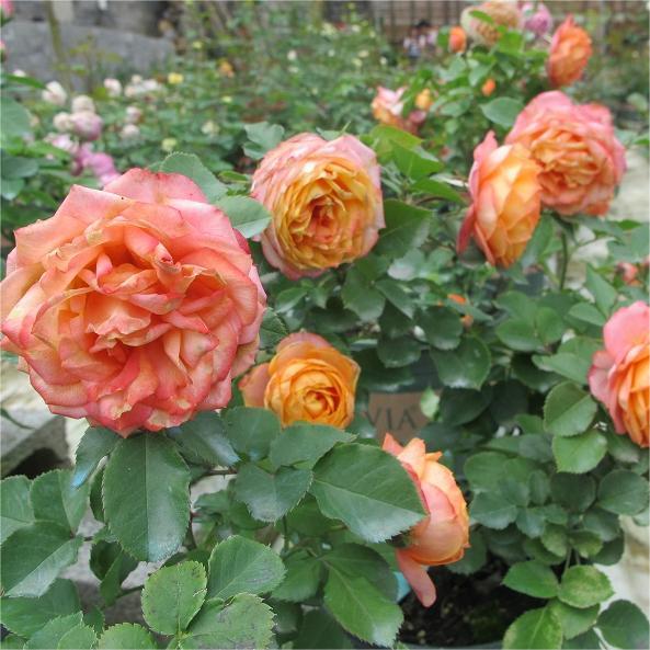 微型月季浪漫宝贝小阳台月季花盆栽浓香多季开花丰花粉色小苗 - 图1