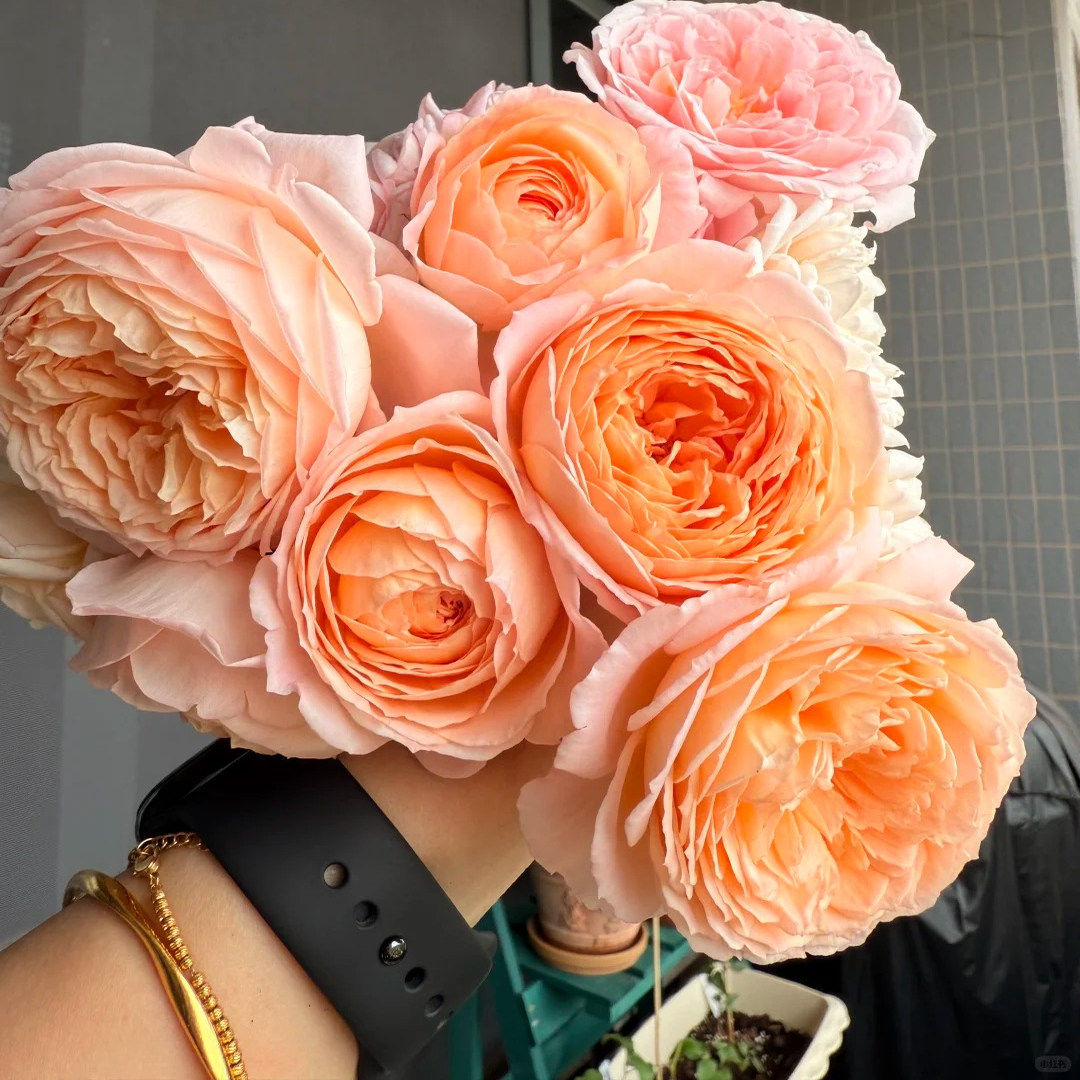 果酱灌木浓香大花丰花勤花新手阳台盆栽地载阳台庭院月季扦插小苗,淘宝优惠券,粉丝福利购,淘宝优惠卷