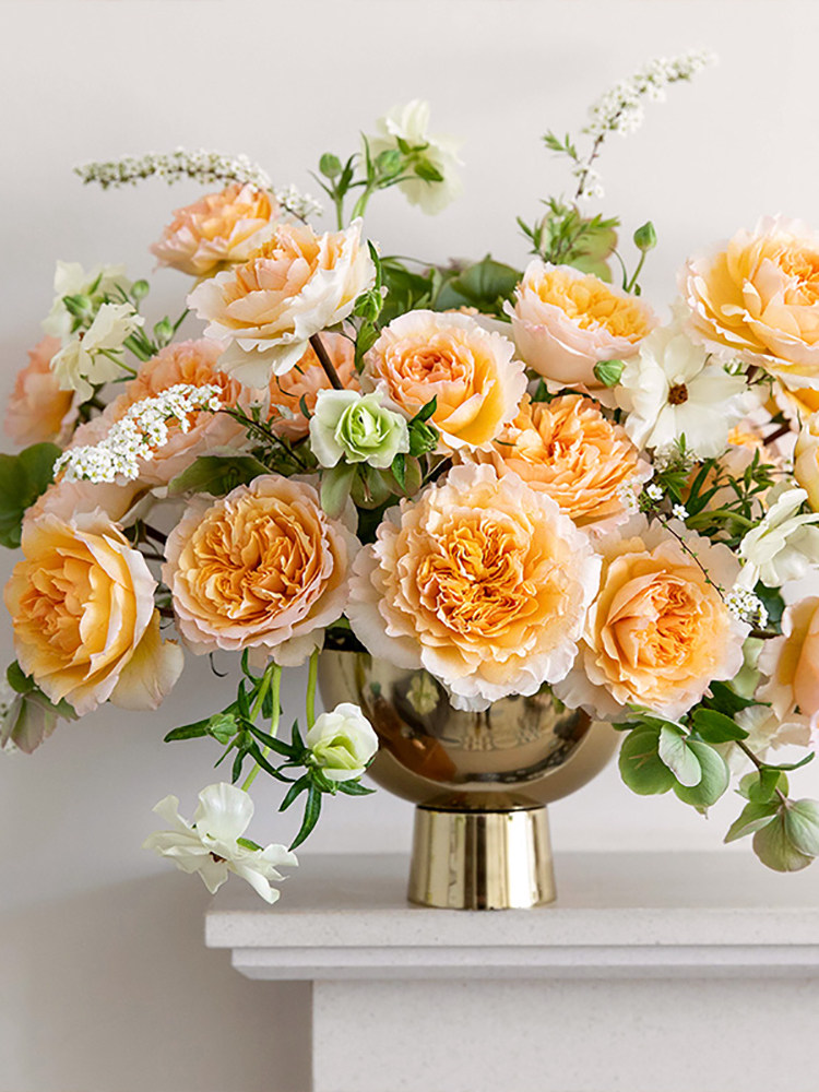 S18中大苗原盆原土欧月碧翠丝Beatrice英国奥斯汀切花月季花玫瑰,淘宝优惠券,粉丝福利购,淘宝优惠卷