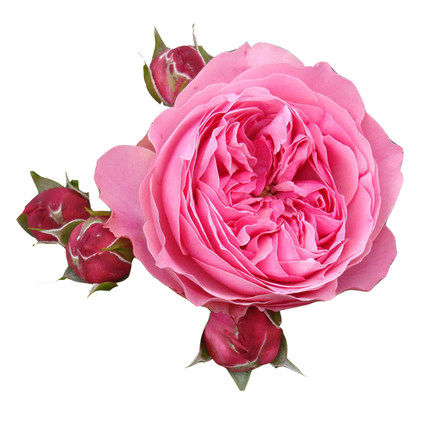 大花欧月藤本粉色达芬奇月季淡香庭院阳台小苗扦插盆栽地载多季,淘宝优惠券,粉丝福利购,淘宝优惠卷