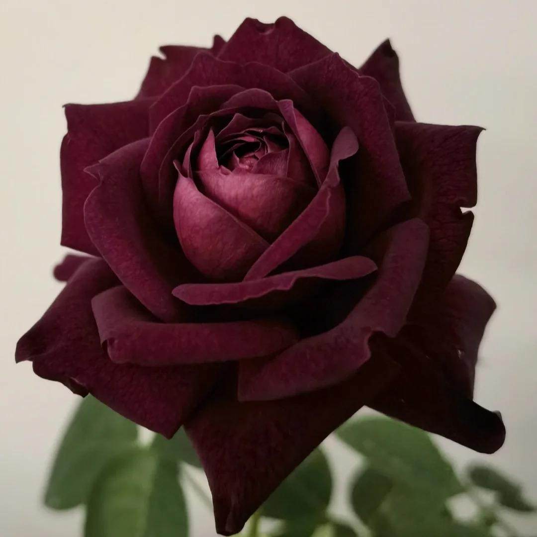 真夜扦插灌木浓香大花切花多季阳台庭院绿植花卉耐晒耐雨林新手苗,淘宝优惠券,粉丝福利购,淘宝优惠卷