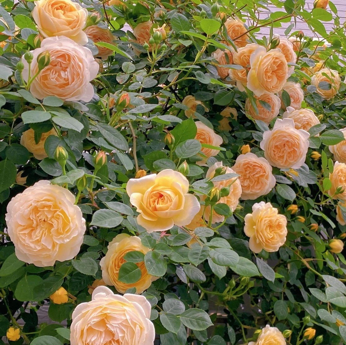 浩田花苑月季花苗 玛格丽特王妃(Crown Princess Margareta) - 图1