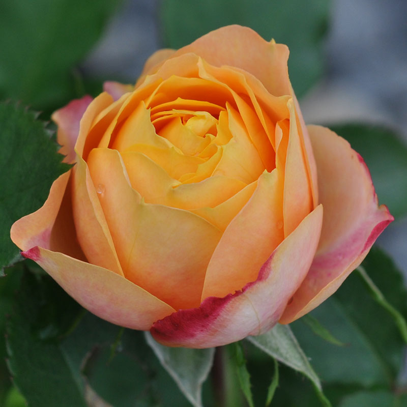 微型月季浪漫宝贝小阳台月季花盆栽浓香多季开花丰花粉色小苗 - 图2