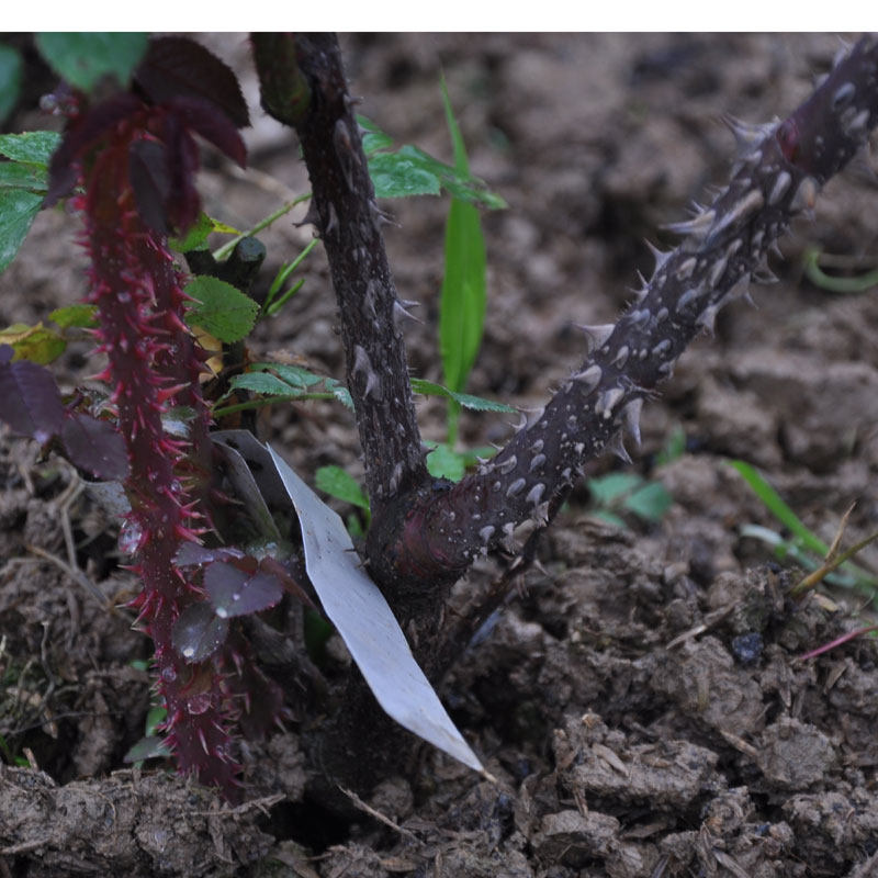 藤本月季渔夫好友月季花多季小苗优质品种多季阳台花卉美观绿植苗,淘宝优惠券,粉丝福利购,淘宝优惠卷