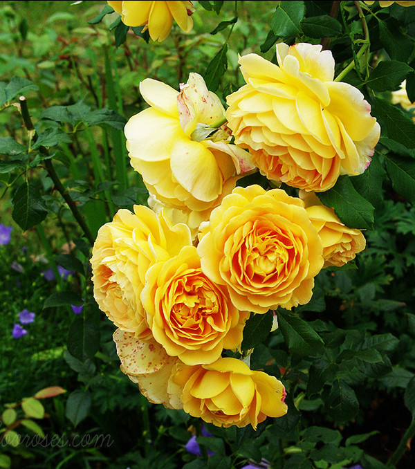 庭院藤本月季花系列黄金庆典等大花浓香多季开花盆栽花卉欧月小苗,淘宝优惠券,粉丝福利购,淘宝优惠卷