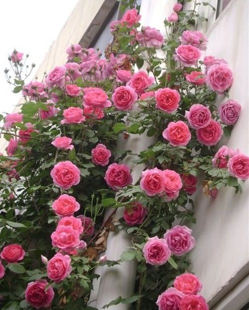 大花藤本月季大游行月季适合庭院阳台品种多季淡香蔷薇花卉小苗,淘宝优惠券,粉丝福利购,淘宝优惠卷