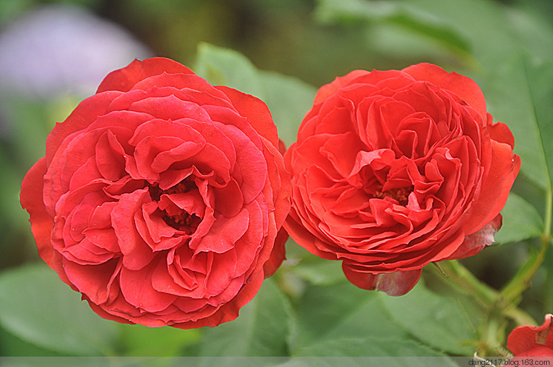 浩田花苑月季 阳台绿植切花红苹果（Red Apple rose）带土正红色 - 图0