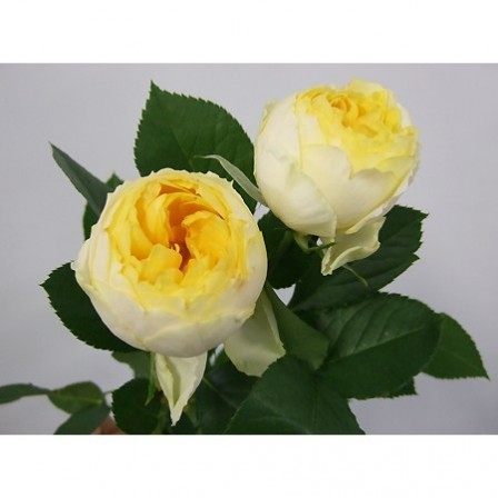 s18 盆栽中大苗金丝雀月季花微型多头多季开花阳台盆栽花大苗,淘宝优惠券,粉丝福利购,淘宝优惠卷