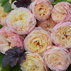 推荐新品 水果(Fruit) 月季苗 灌木米黄粉 浓香多季耐寒性,淘宝优惠券,粉丝福利购,淘宝优惠卷