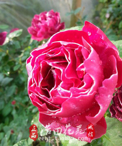 大花藤本月季紫袍玉带庭院花园爬藤攀援浓香月季玫瑰花小苗,淘宝优惠券,粉丝福利购,淘宝优惠卷