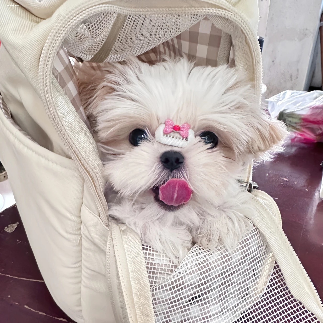 宠物小发夹狗狗bb夹马尔济斯发夹糖果色碎发夹雪纳瑞约克夏头饰品,淘宝优惠券,粉丝福利购,淘宝优惠卷