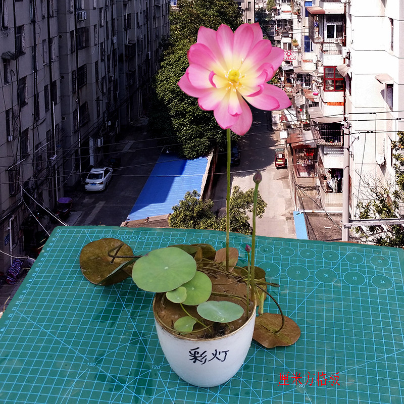 秦淮彩灯碗莲种藕裸根水生植物楼顶庭院室内阳台盆栽荷花卉吸甲醛