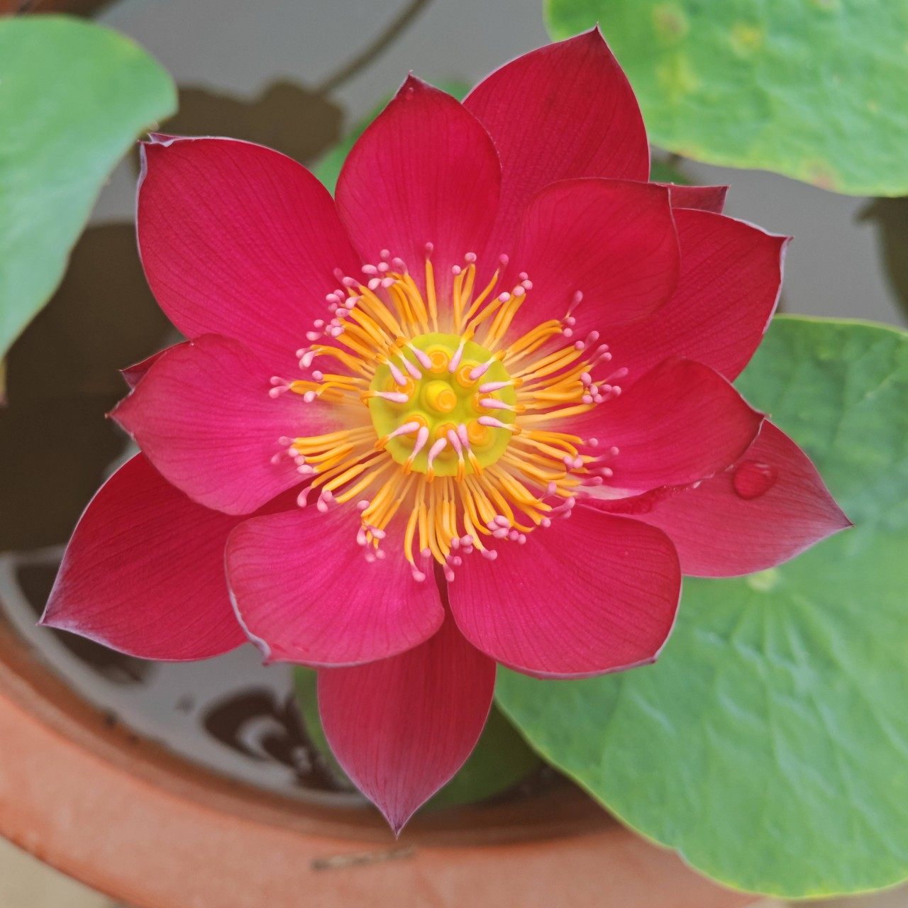 赤珠碗莲种藕家养莲花小型红色荷花藕观赏水生花卉阳台植物包对版,淘宝优惠券,粉丝福利购,淘宝优惠卷