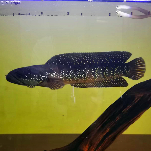 七星雷龙鱼苗活体淡水养殖山斑珍珠彩虹赤花月鳢鱼金鱼冷水观赏鱼 - 图3