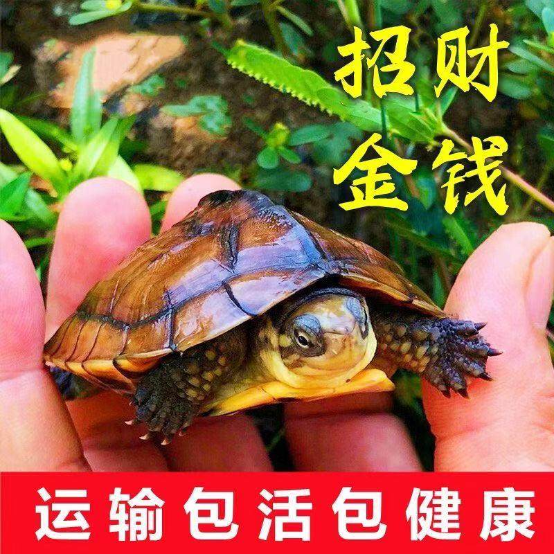 纯种石金钱龟活体观赏龟南石批发金钱龟小乌龟活物小青龟苗养殖,淘宝优惠券,粉丝福利购,淘宝优惠卷