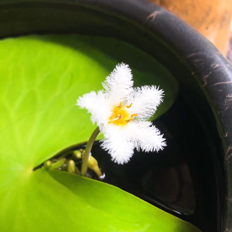 一叶莲碗莲水生花卉水培植物室内阳台四季开花美盆栽鱼缸浮萍睡莲 - 图0