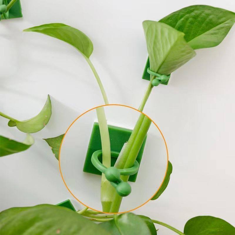 绿萝爬墙固定器绿植攀爬夹子无痕卡不伤墙挂钩卡扣强力家用免打孔,淘宝优惠券,粉丝福利购,淘宝优惠卷