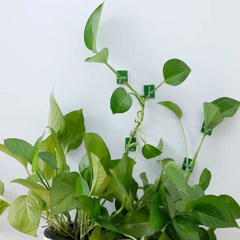 绿萝爬墙固定器绿植攀爬夹子无痕卡不伤墙挂钩卡扣强力家用免打孔,淘宝优惠券,粉丝福利购,淘宝优惠卷