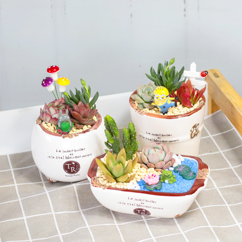 多肉组合陶瓷套餐多肉植物组合盆栽套餐含盆含土多肉diy材料包邮 美恩园艺 淘优券 多肉组合陶瓷套餐多肉植物组合盆栽套餐含盆含土多肉diy材料包邮 美恩园艺 淘优券