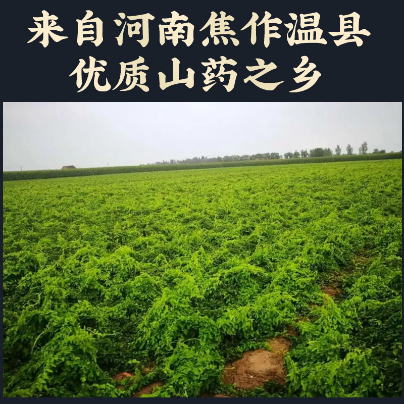 铁棍山药干250g正宗河南焦作淮山药片中药材武陟温县垆土山药干货 - 图1