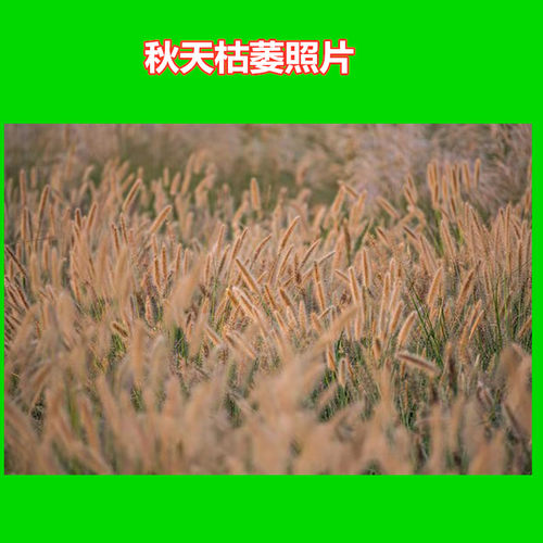 狗尾草种子观赏护坡矿区复绿生命力强绿化狗尾巴草籽庭院易种植草 - 图2