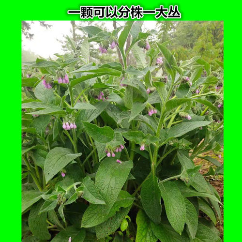 俄罗斯饲料菜种子根俄菜种根 聚合草种根 耐寒生命力强猪鹅牧草 - 图1