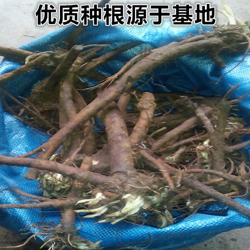 俄罗斯饲料菜种子根俄菜种根 聚合草种根 耐寒生命力强猪鹅牧草 - 图3