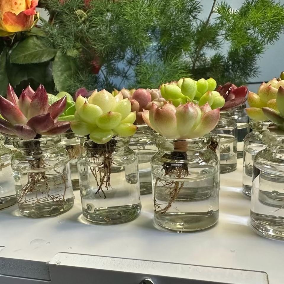 超萌迷你水培多肉植物组合盆栽免泥土懒人花卉办公室高颜值,淘宝优惠券,粉丝福利购,淘宝优惠卷