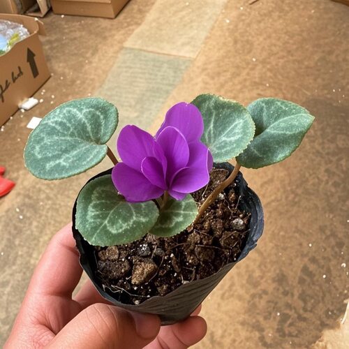 仙客来盆栽不带花苗大花重瓣迎客来花卉室内好养观花植物 - 图2