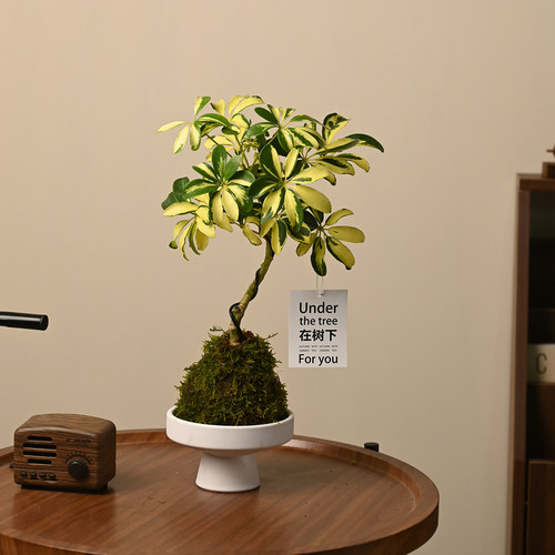 观叶植物室内花净化空气花叶鸭脚木S弯植物盆栽鸭掌木办公桌植物 - 图2