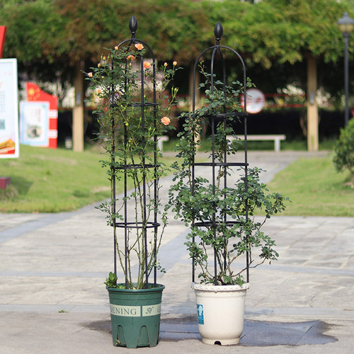 蔷薇花架爬藤架山乌龟攀爬架阳台黄瓜铁线莲月季铁艺花柱支撑架 - 图2