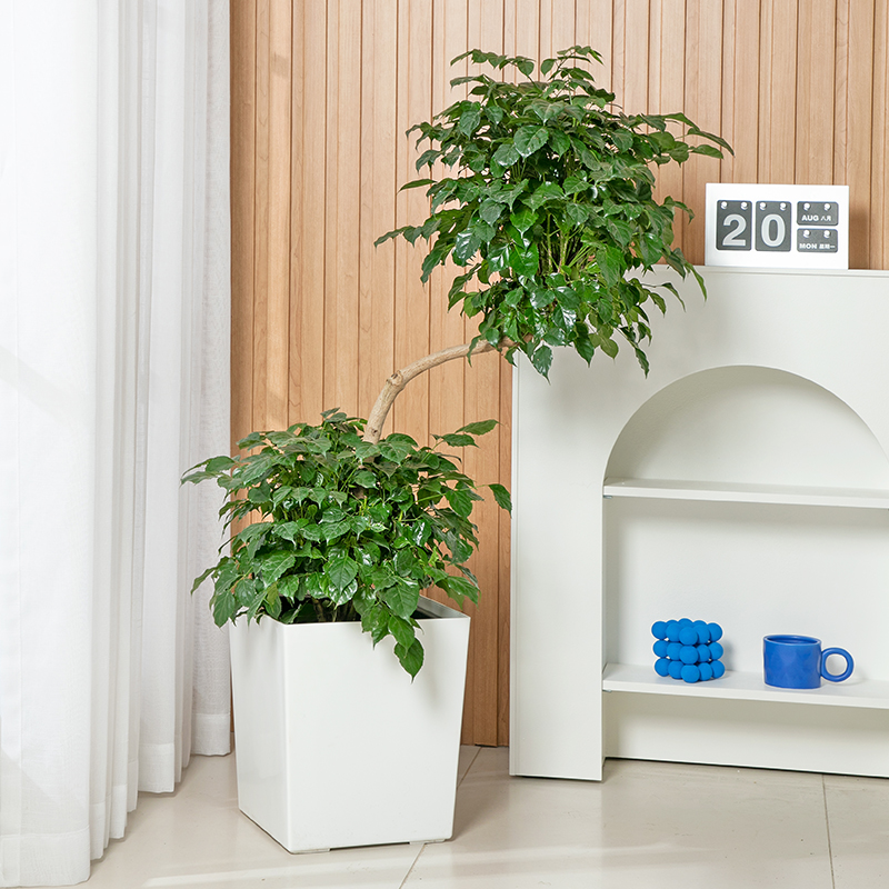 白色北欧风方形花盆自吸水大号懒人种植盆塑料树脂客厅储水花盆