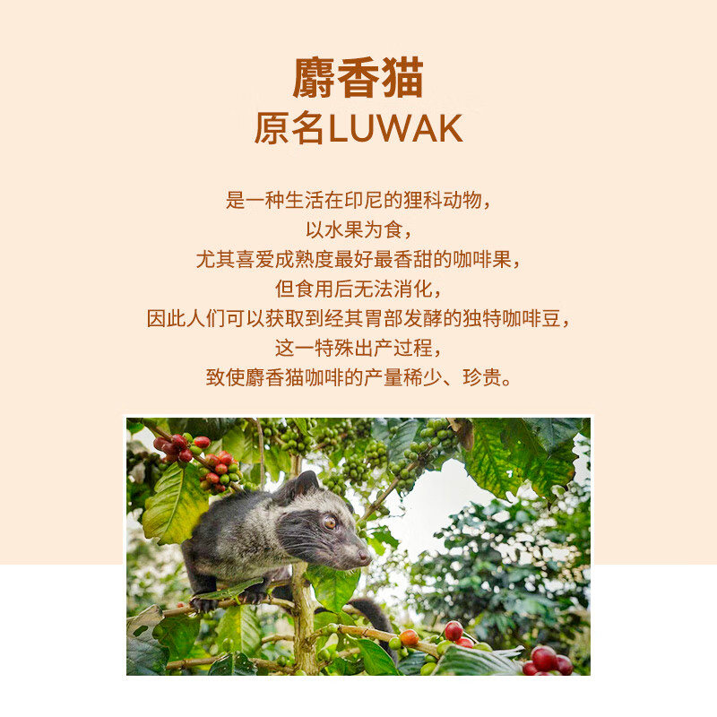 益昌老街猫屎挂耳黑咖啡印尼麝香猫咖啡豆现磨级手冲咖啡粉5杯,淘宝优惠券,粉丝福利购,淘宝优惠卷