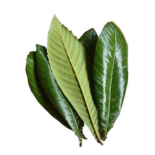 深山枇杷叶野外新鲜药材现采现发整片带绒毛老品种调理草药正宗 - 图3