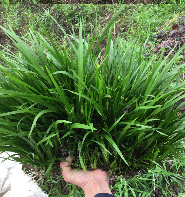 新鲜石菖蒲水培植物绿植菖蒲水种植物苗盆景假山造景草药种植苗 - 图2