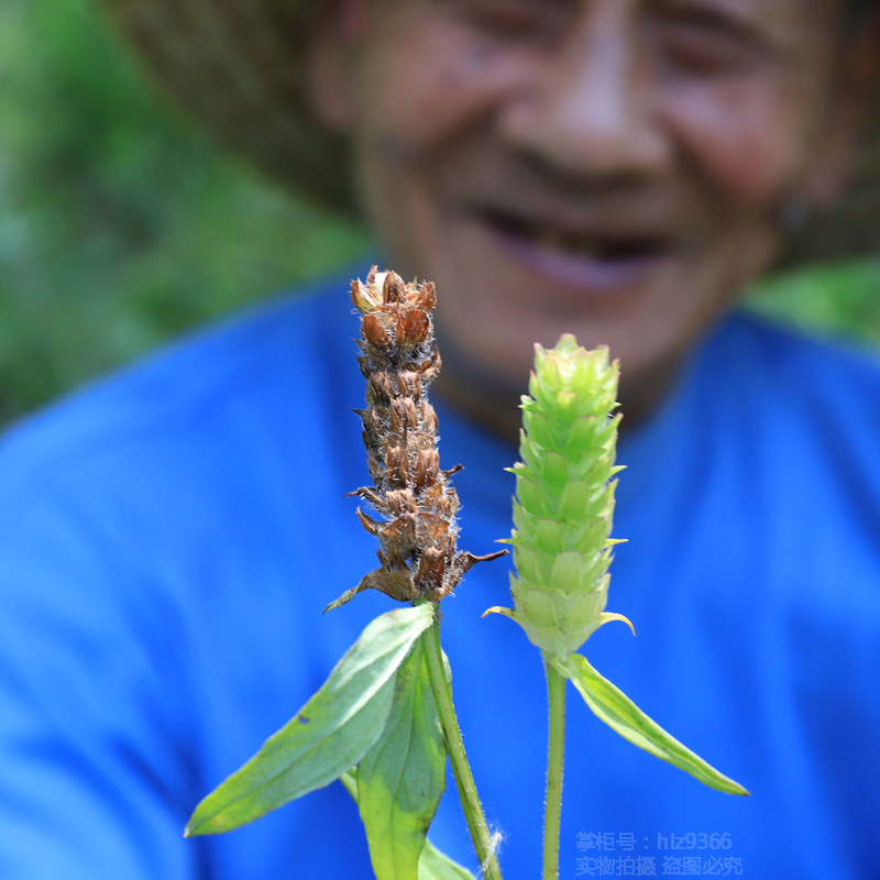 夏枯草深山药材无硫干货农家自晒正宗夏古草球广东凉茶另售猫爪草 - 图2