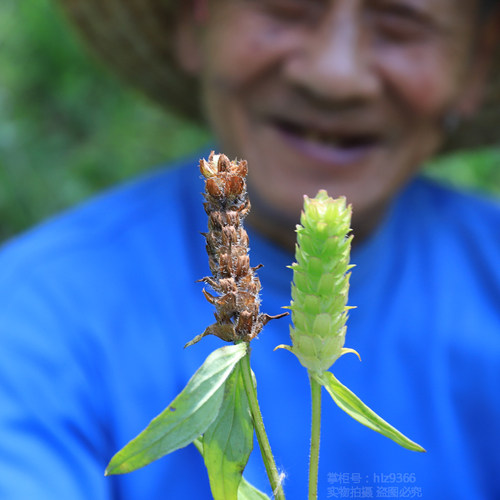 夏枯草深山药材正品干货农家自晒正宗夏古草球广东凉茶新货猫爪草 - 图2