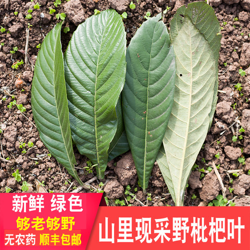深山枇杷叶野外新鲜药材现采现发整片带绒毛老品种调理草药正宗 - 图0