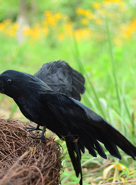 道具鬼节用品西方羽毛黑色摆件