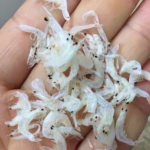 海小吴福建淡干虾皮虾米商家馄饨用干货散装海米扁食肉片500g包邮 - 图2