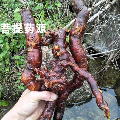 虎杖中药材大虫杖苦杖斑杖 广西深山虎杖根片鸟不踏斑根酸榴根粉 - 图1