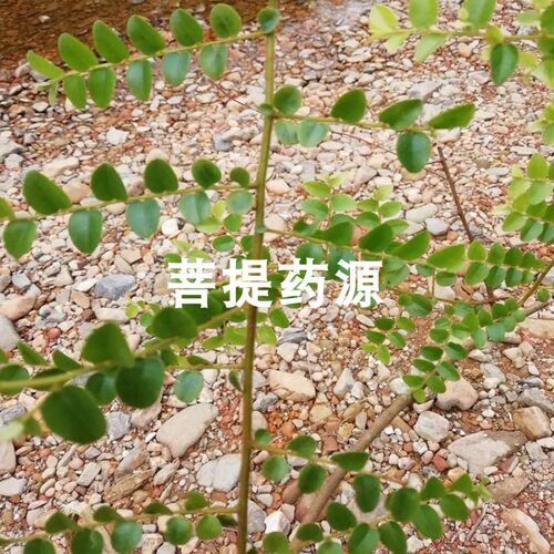 中药材当归藤大力王500克g 虎尾草土当归米筛藤土丹桂 可磨粉 - 图1