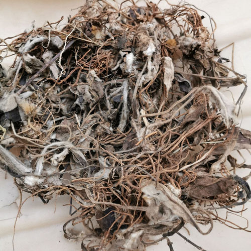 正宗毛大丁草中药材白花一枝香中草药一柱香云南兔耳风新鲜干品 - 图0