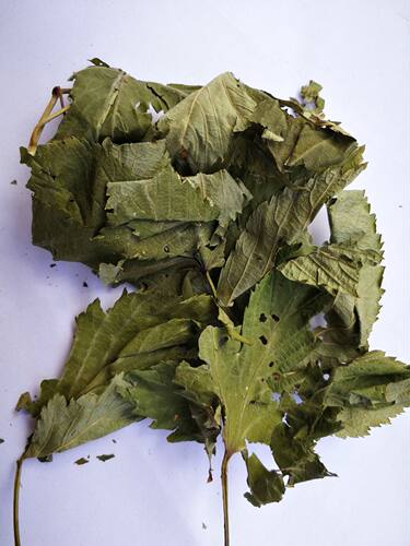 正宗广西大瑶山甜茶 甜茶叶 甜刺茶500克包邮 花草茶甜茶叶泡水 - 图0