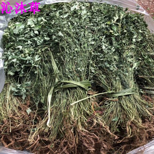 岩黄连岩黄莲岩胡中药材500克 土黄连岩连新鲜干货毛黄菊花黄连 - 图0
