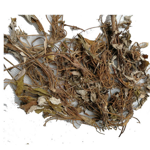 正宗毛大丁草中药材白花一枝香中草药一柱香云南兔耳风新鲜干品 - 图3