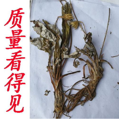 正宗毛大丁草中药材白花一枝香中草药一柱香云南兔耳风新鲜干品 - 图2