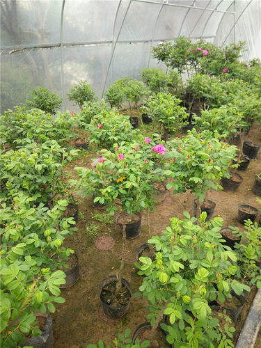 食用玫瑰花苗法国大马士革玫瑰平阴玫瑰嫁接树桩大花玫瑰月季花苗 - 图3